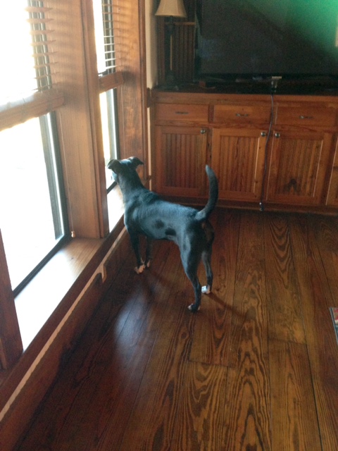 Abby James Watching the Cows