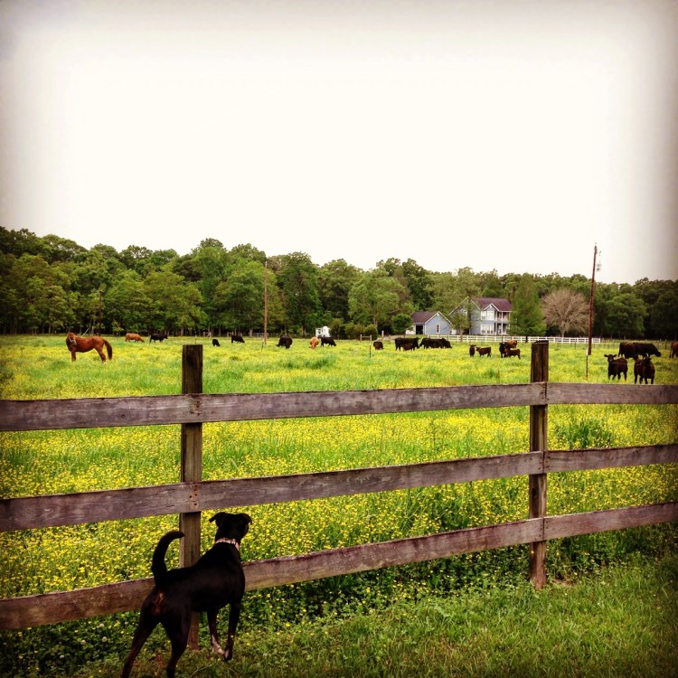 Cows, Sparkle and Abby James