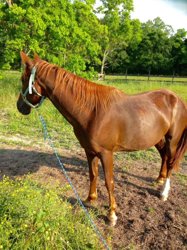 Sparkle Update 2 (May 2016)