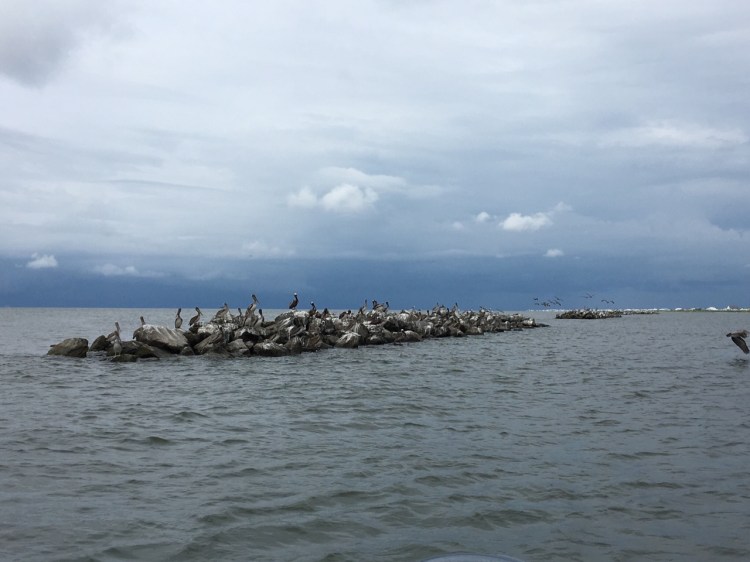 Pelican Paradise - Grand Isle 2016
