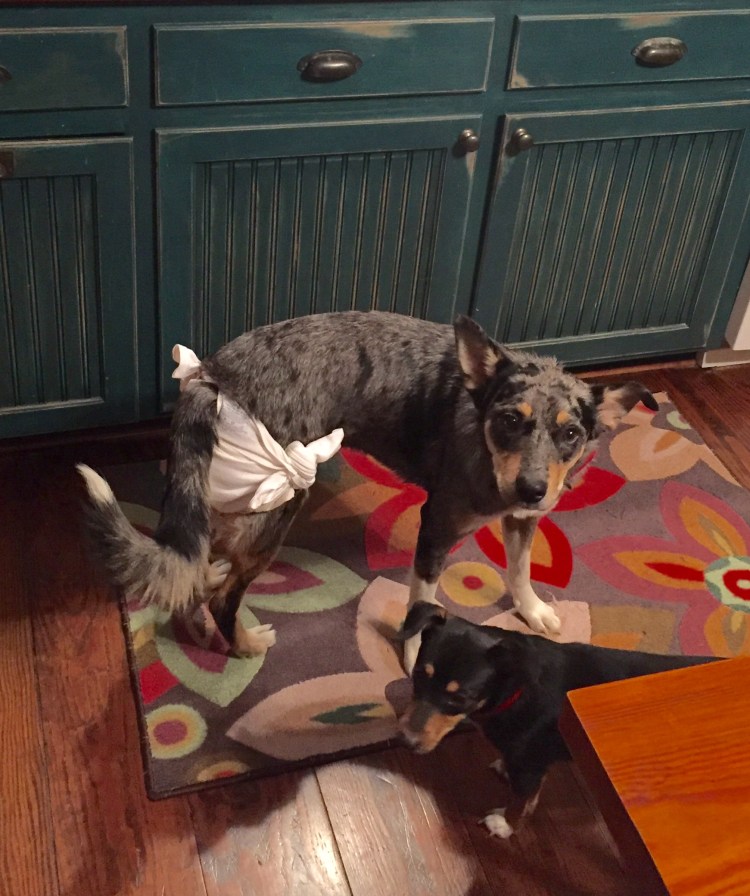 dixies-diaper