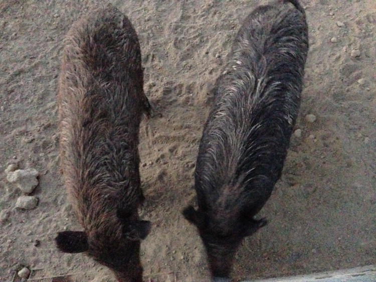 hogs-growth-spurt
