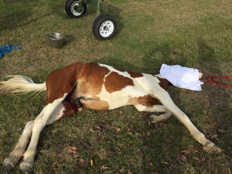 freedom-sleeping-it-off