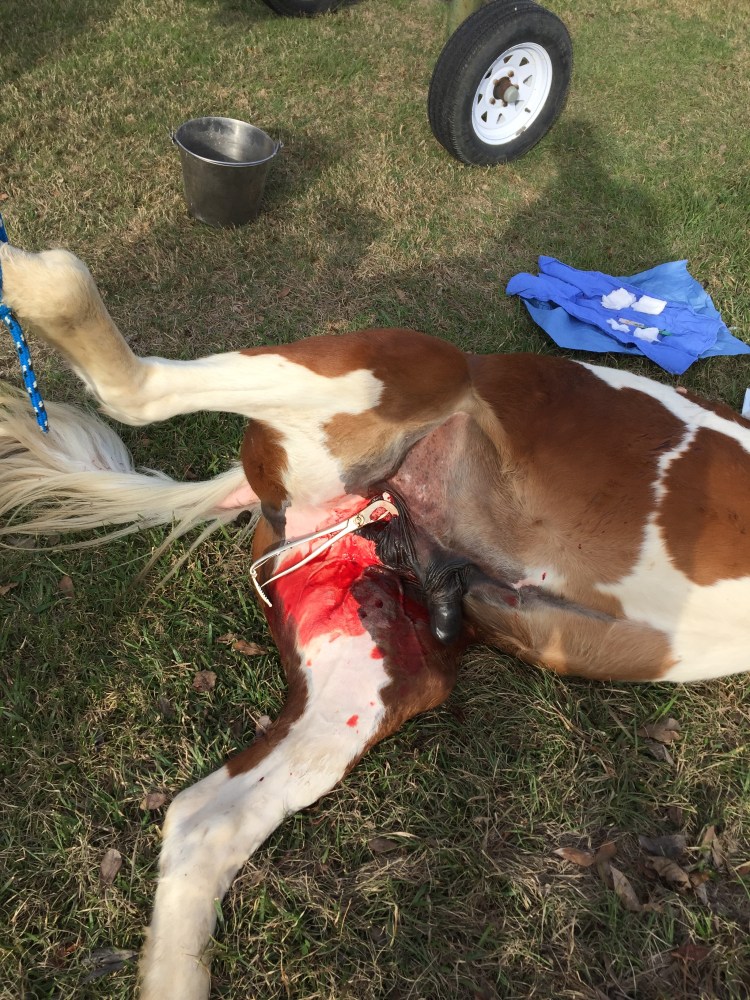 gelding-aftermath-1
