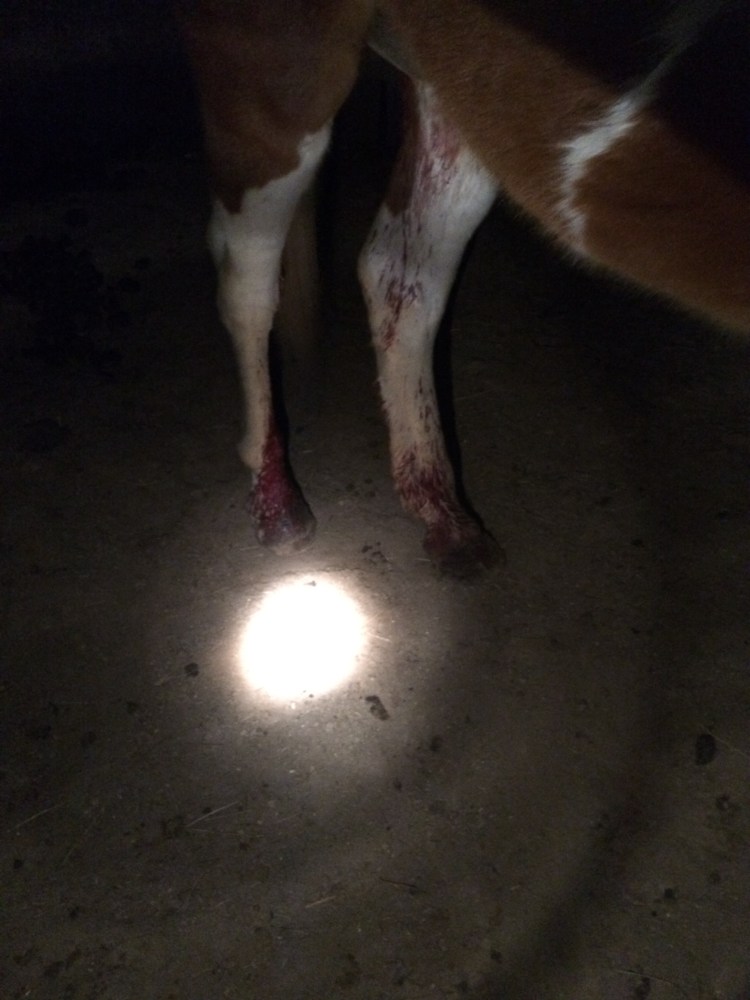 next-morning-blood-trail