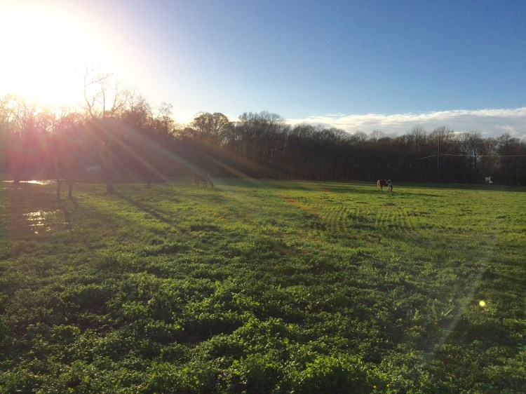sun-shining-on-the-pasture