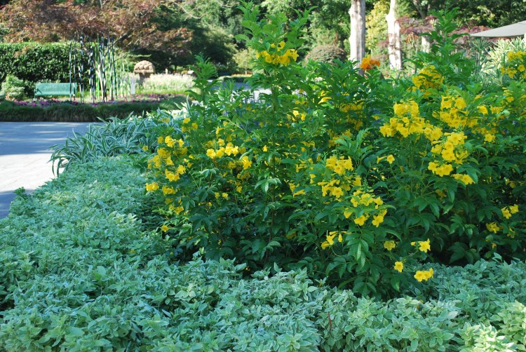 esperanza-gold-star-bloom