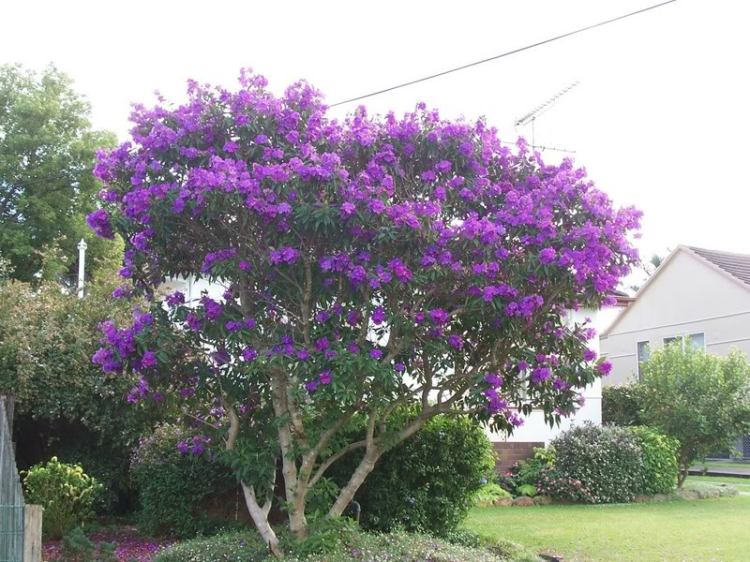 tibouchina-tree