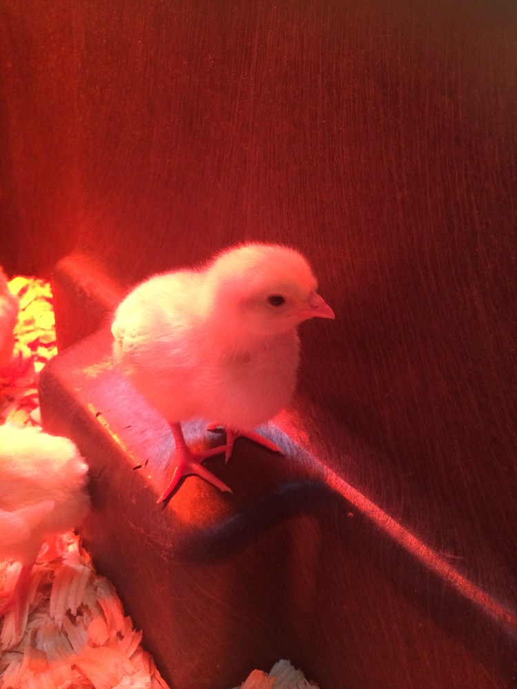 Chick in Brooder 2