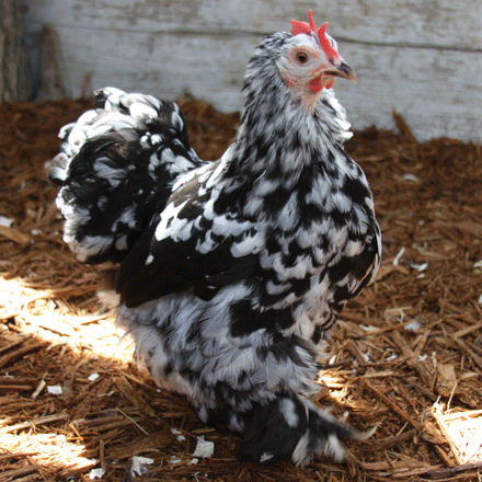 Cochin Bantam