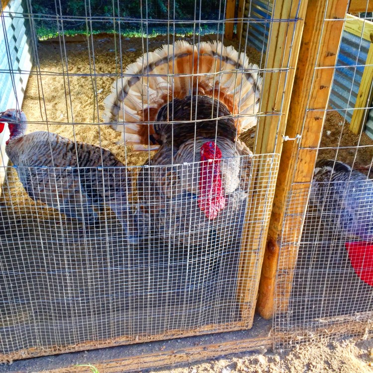 Gioia Poultry Farm 3