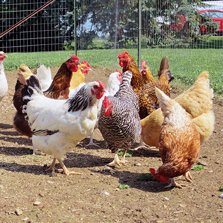 Rainbow Pullet Assortment