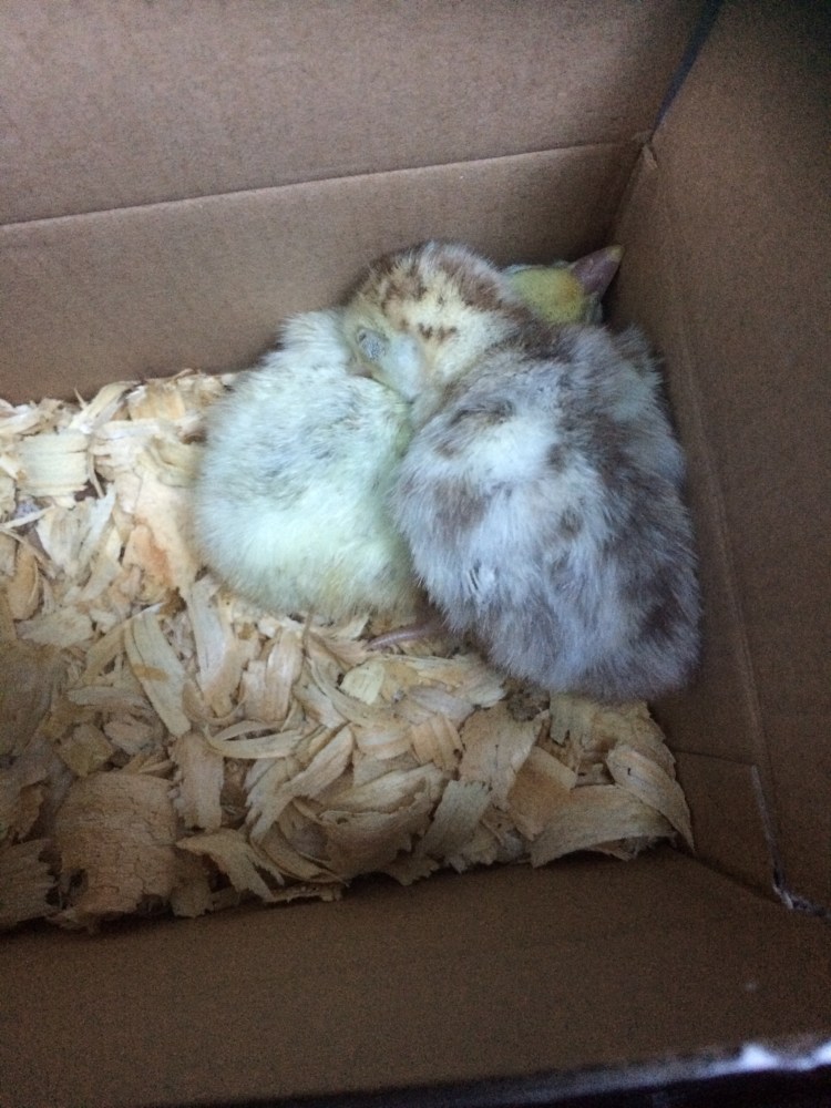 Turkey Poults Trip Home 3