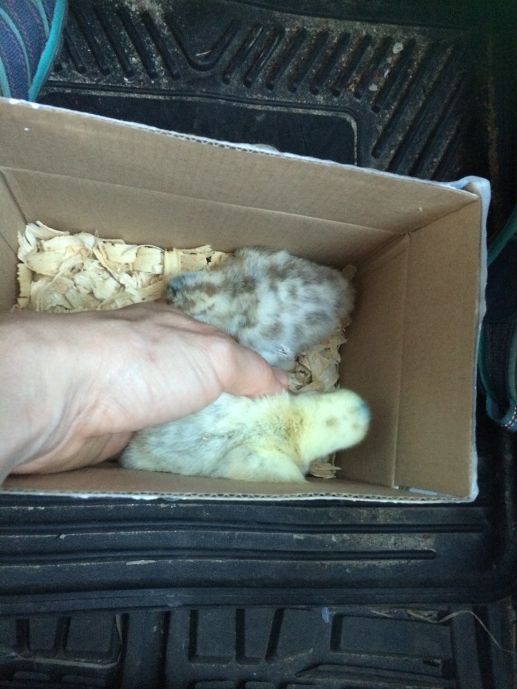 Turkey Poults Trip Home 4