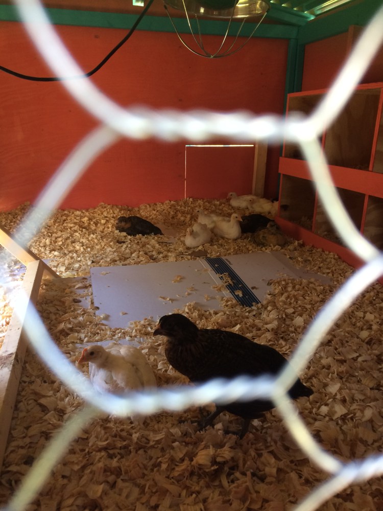 Chicks in Coop 4