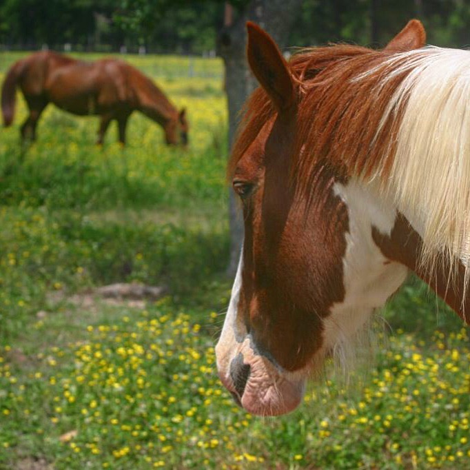 Freedom and Sparkle in the Wildflowers