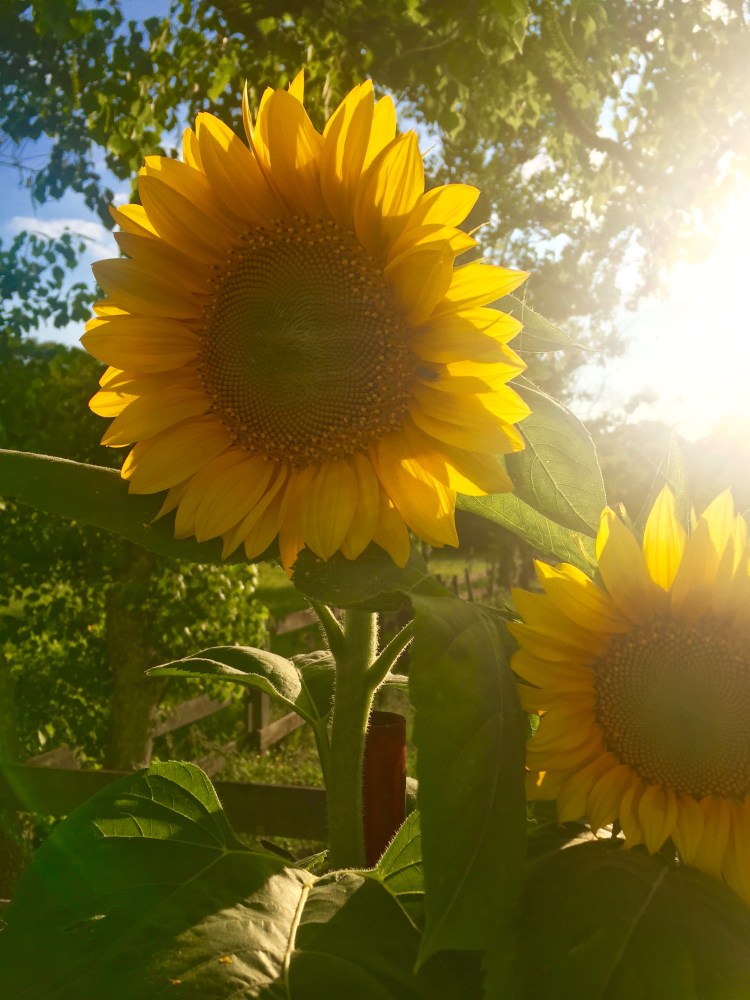 Sunflowers 2