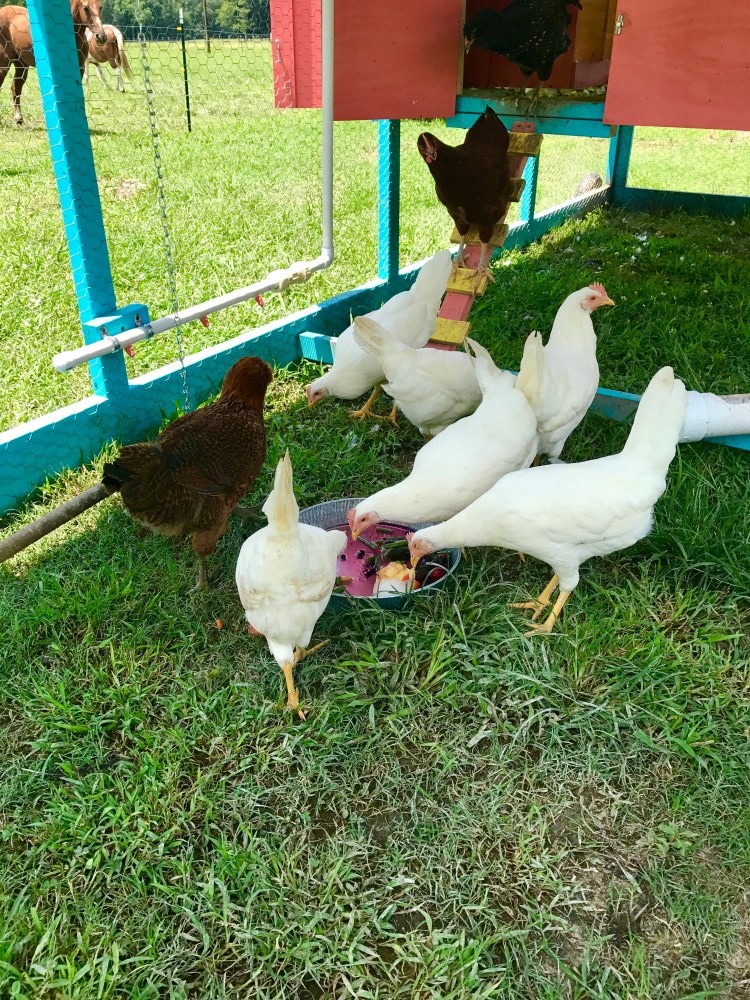 Chickens enjoying freeze treat 3