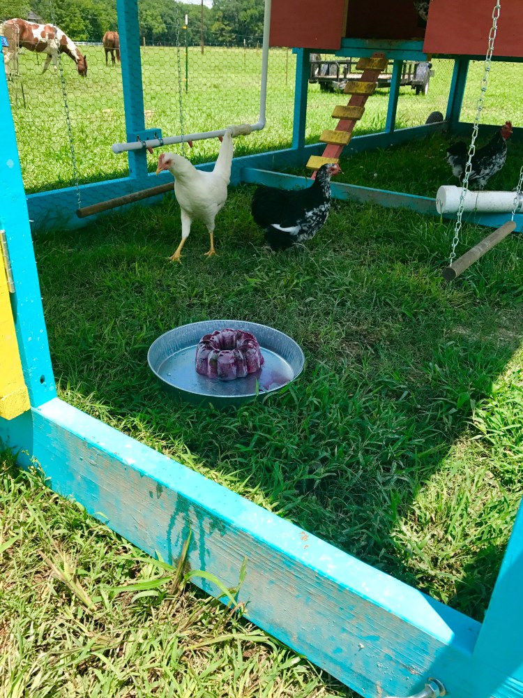 Chickens with freeze treat