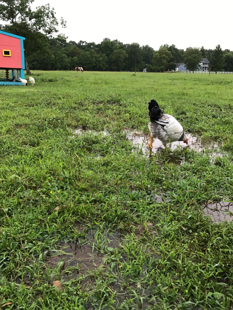 Drinking from Puddles