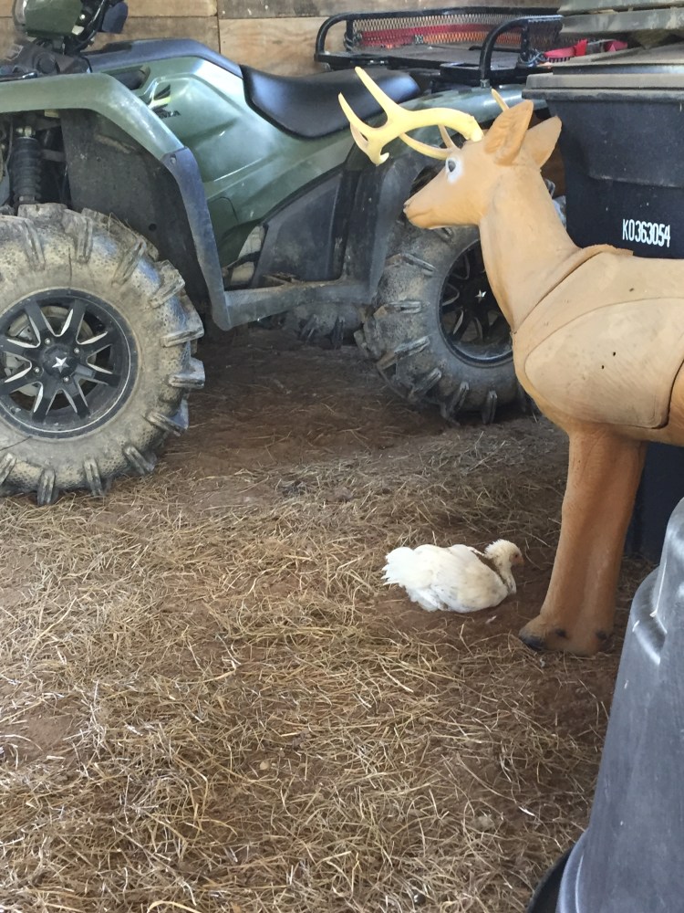Dust Bathing Spice Girl