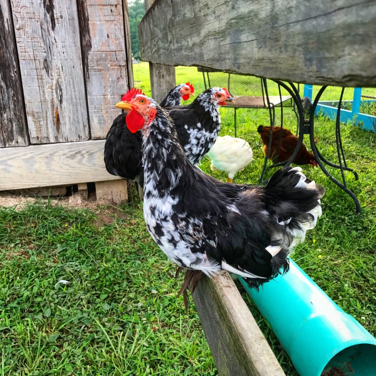 Foghorn, Elvis and Priscilla