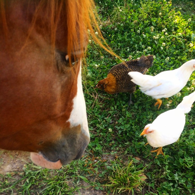 Freedom and Chickens