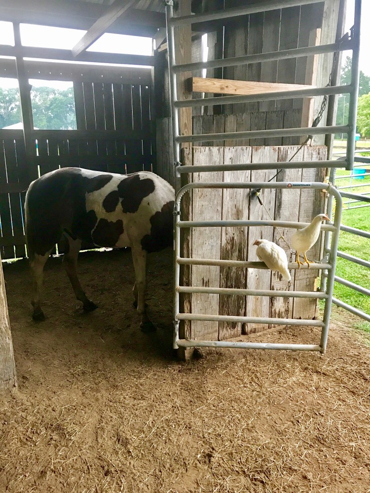 Freedom and Spice Girls