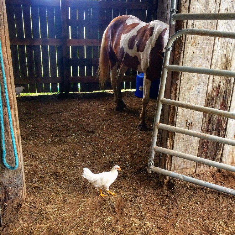 Hang out with Freedom