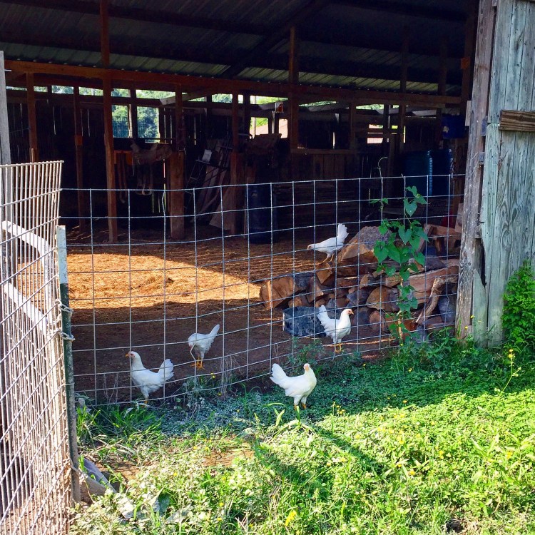 Hanging out by the Pig Pen