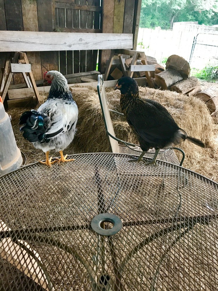 Hanging with your bestie 2