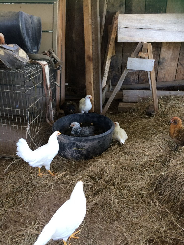 Make any spot their home