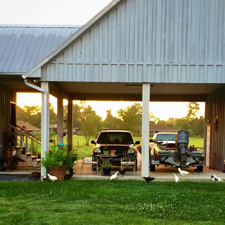 Morning foraging by carport