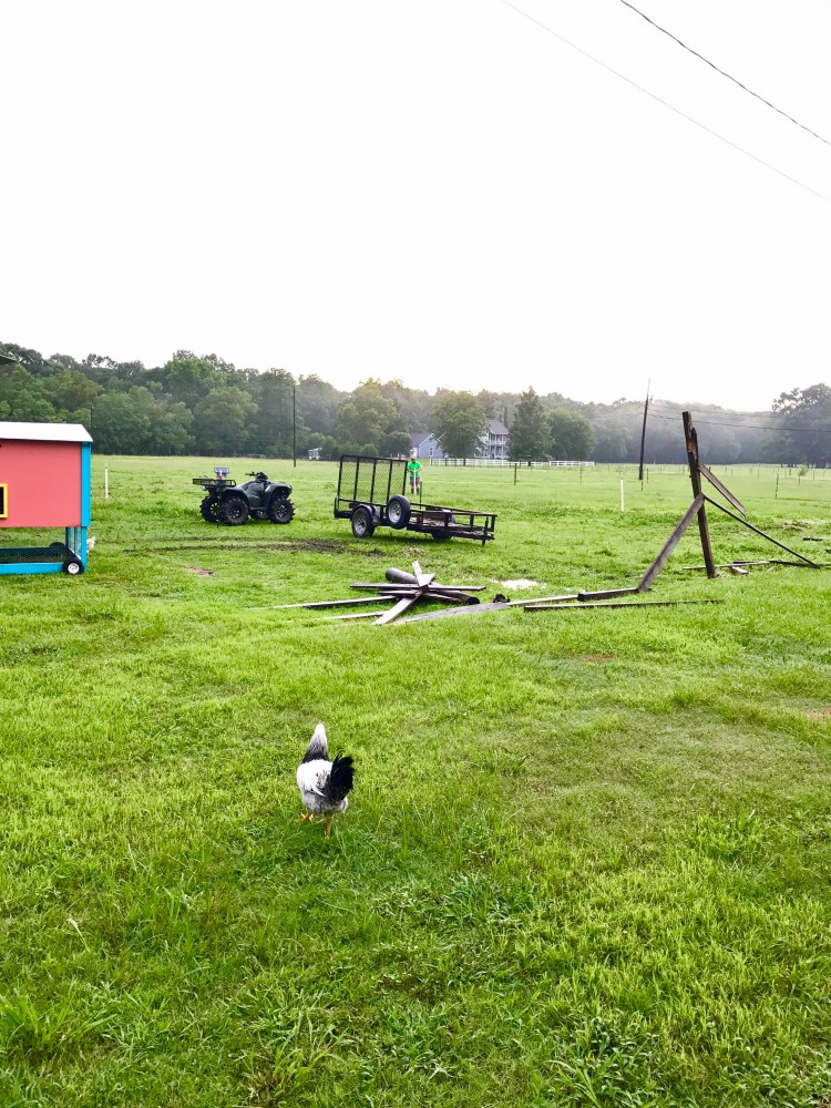 Temporary Fence for Horses 1