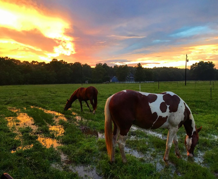 Temporary Horse Fence and Sunset