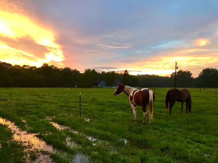 Temporary Horse Fencing and Sunset 2