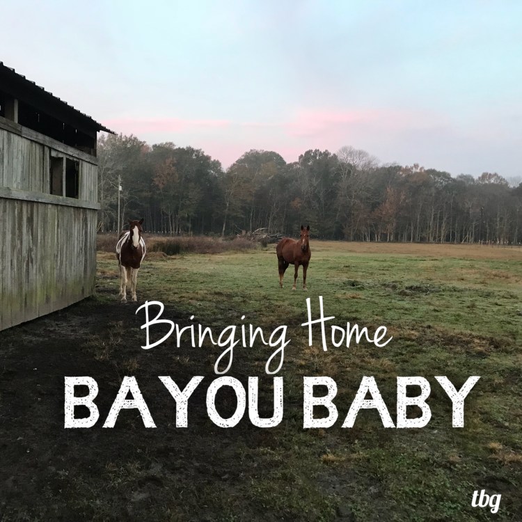 Bringing Home Bayou Baby Graphic