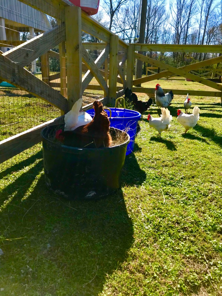 Chickens in Ruby's food