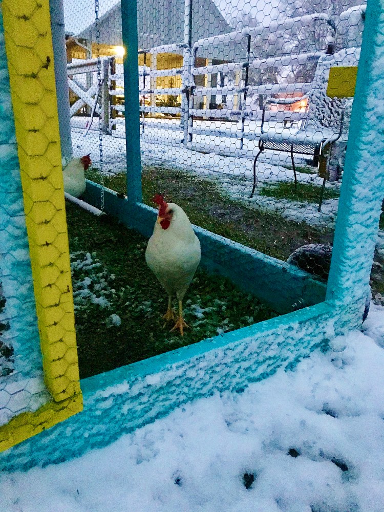 Chickens in Snow 3