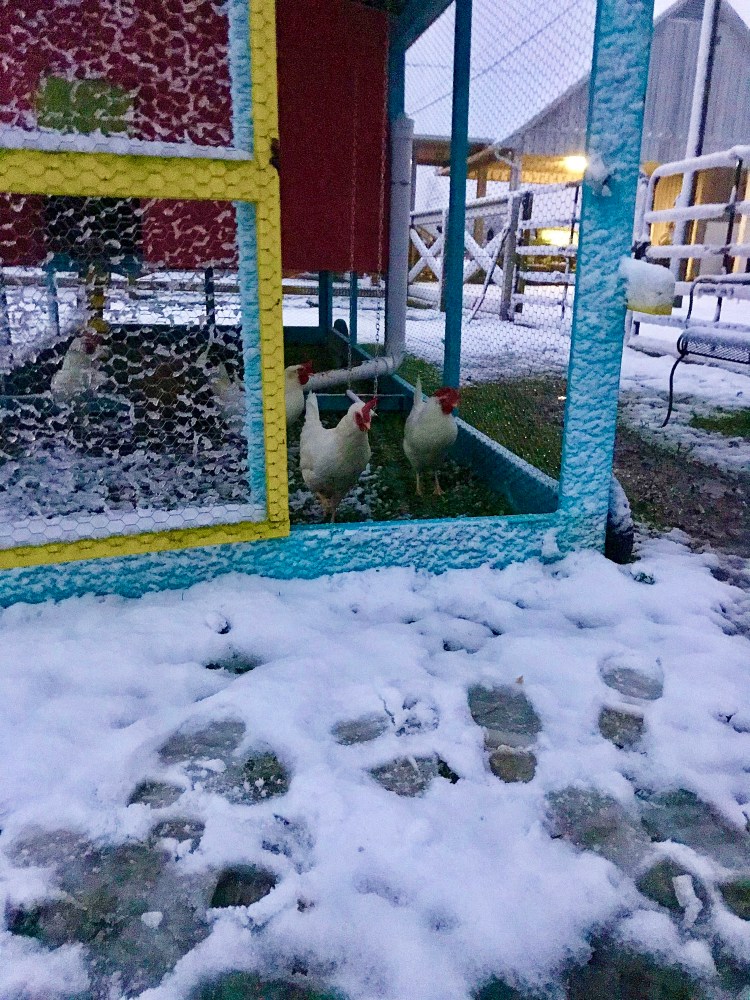 Chickens in Snow
