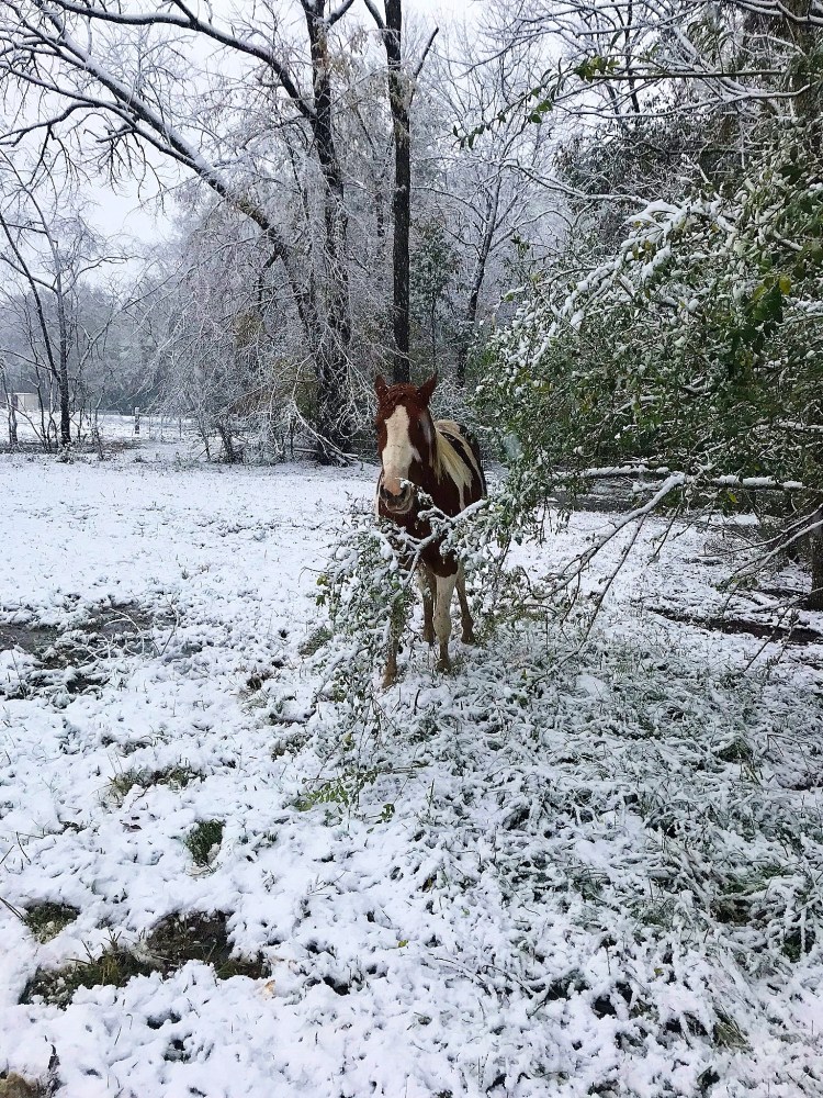Freedom eating leaves