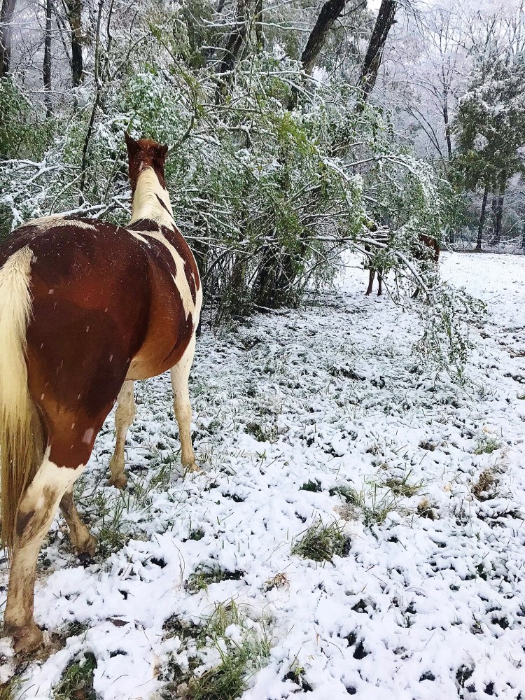 Freedom eating tree leaves
