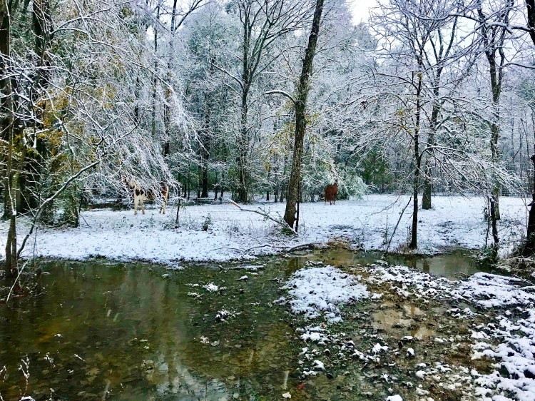 Horses in Back Pasture 2