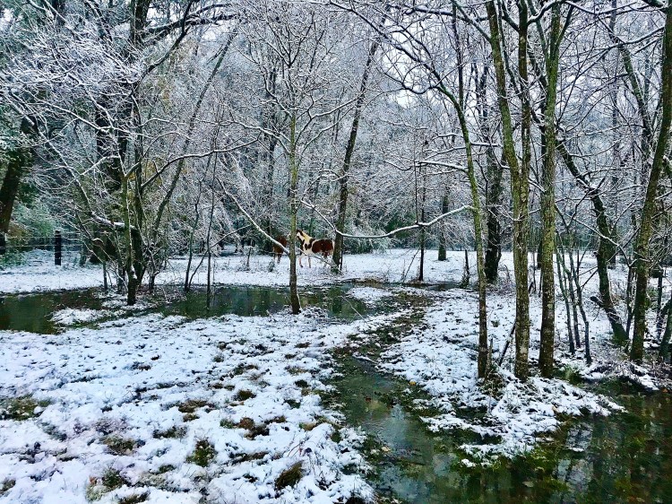 Horses in Back Pasture