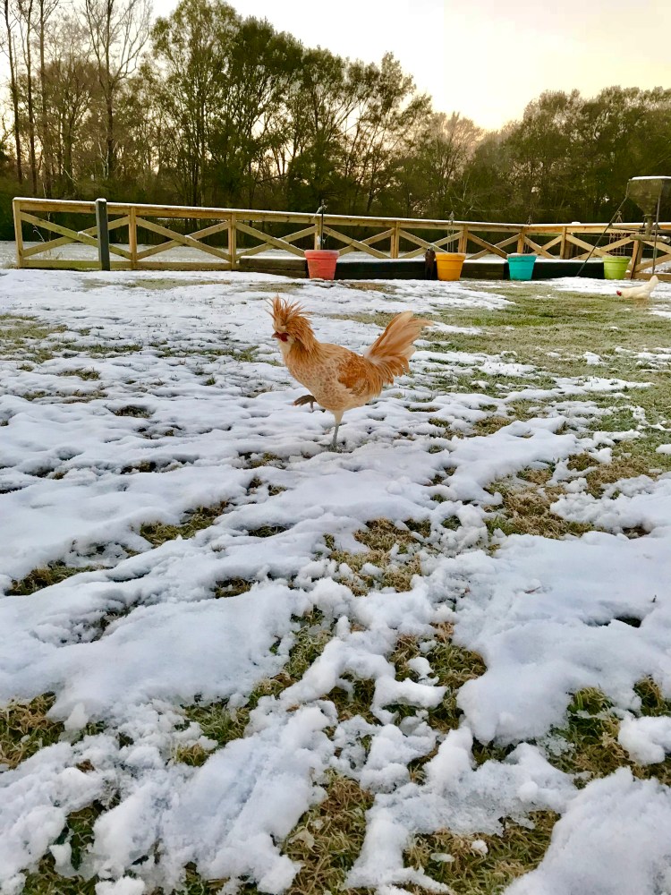 Jeff in second day of snow