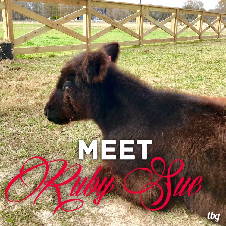 Meet Ruby Sue Graphic