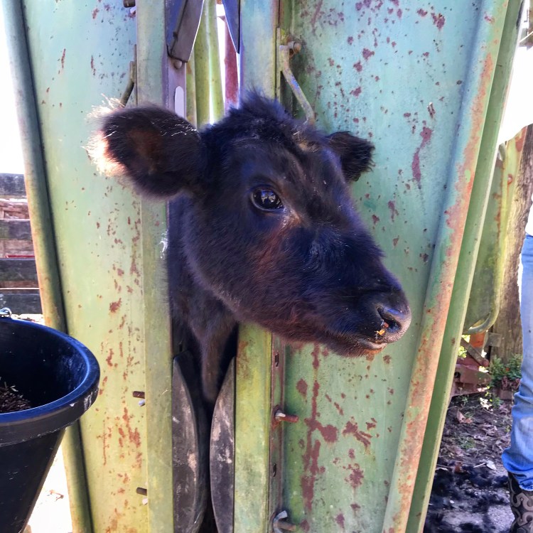Ruby Sue in catch pen
