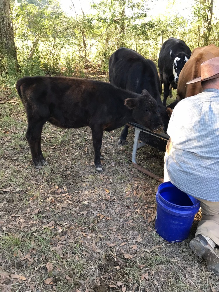 Ruby Sue with herd eating