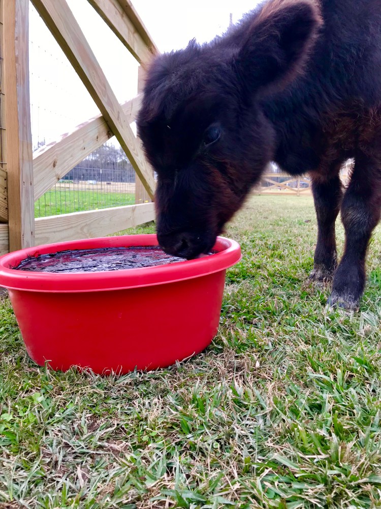 Ruby with her molasses tub