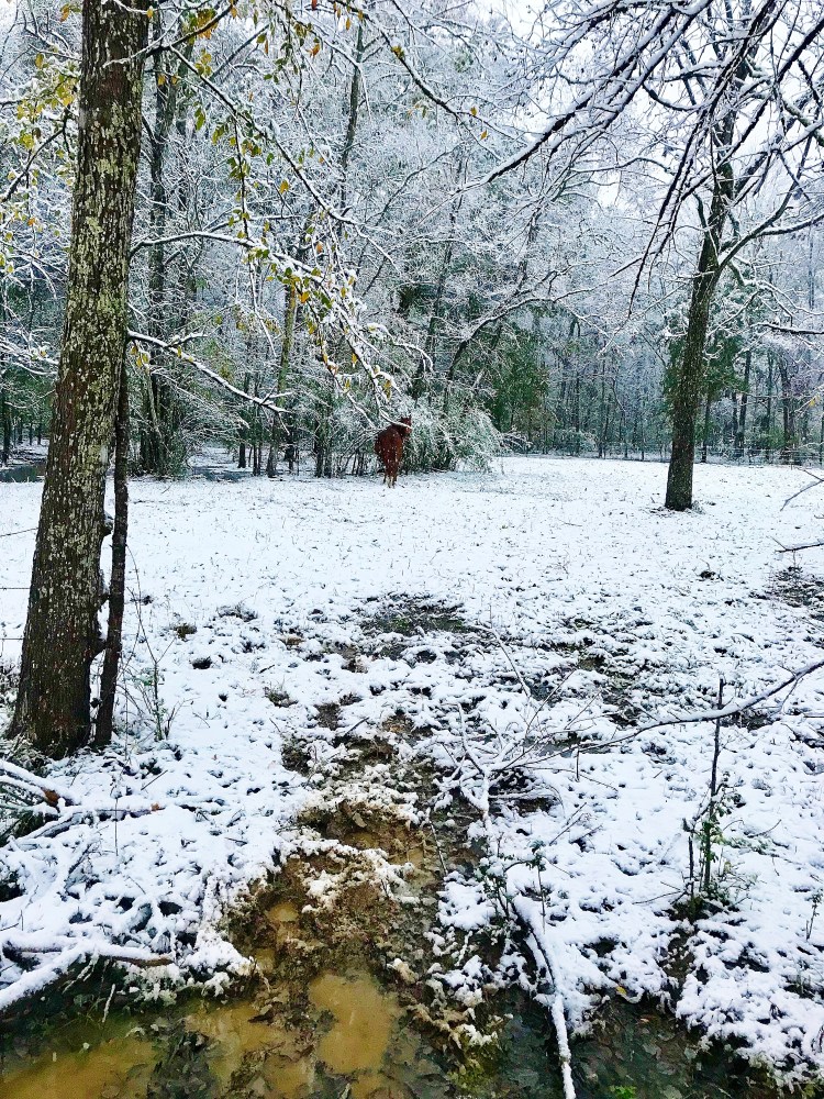 Sparkle in back pasture